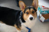 Photograph of Rex the dog
